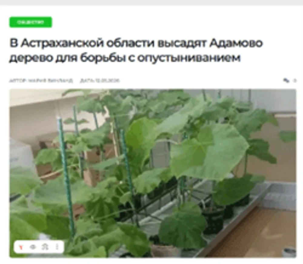 12.05.2026
В Астраханской области высадят Адамово дерево для борьбы с опустыниванием